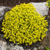 Verkauf 4 Bodendecker für Mauern - Campanula poscharskyana, Sedum acre