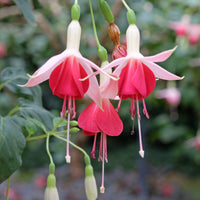 Fuchsia 'Celia Smedley' (x3)