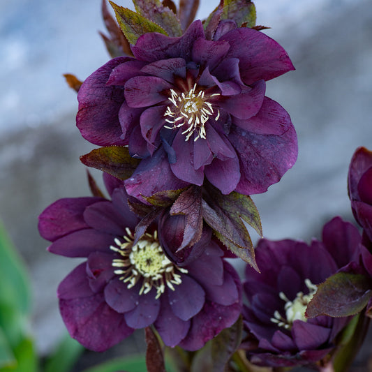 gefüllte violette Helleborus Ellen (x2) - Bakker