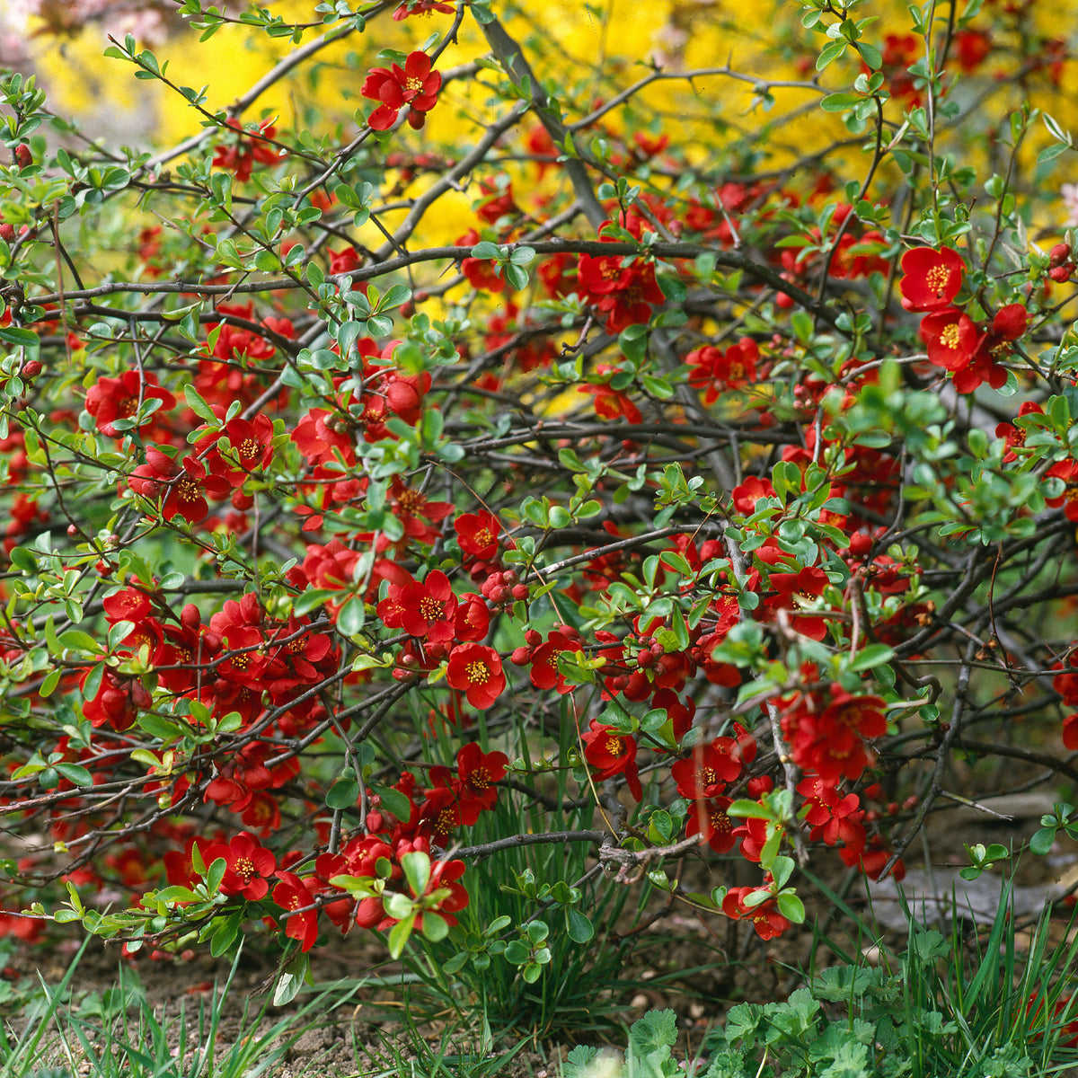 Zierquitte Crimson and Gold - Bakker