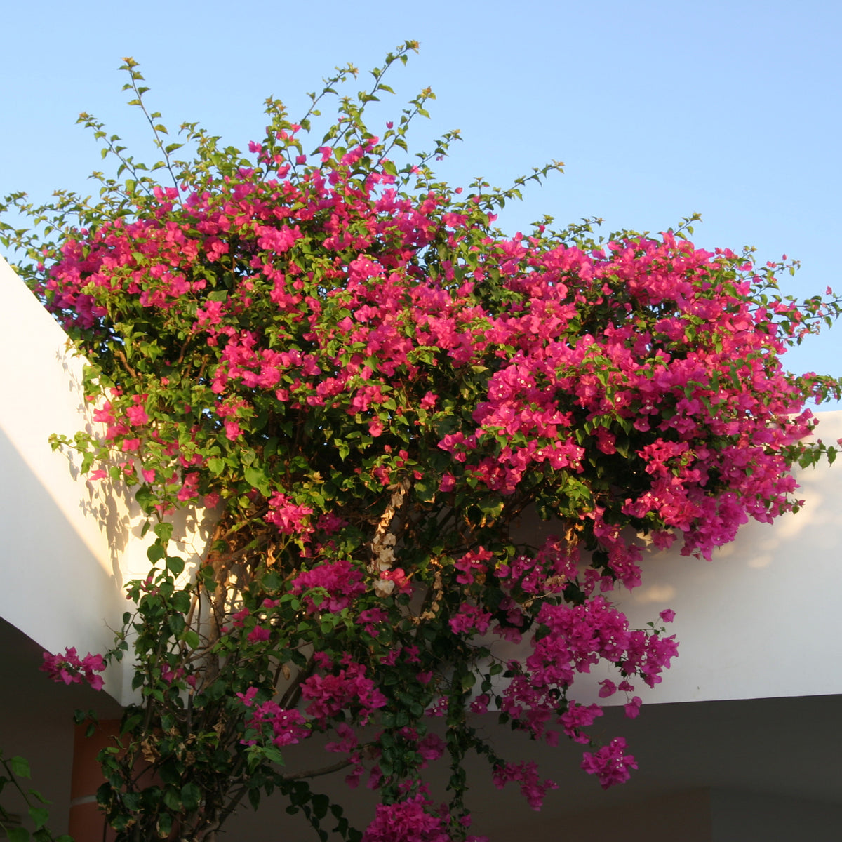 Bougainvillea rosa - Bougainvillea pink - Bakker