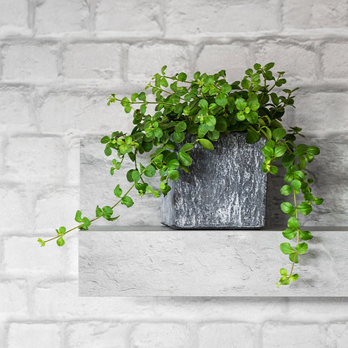 Rundblättrige Peperomie - Bakker