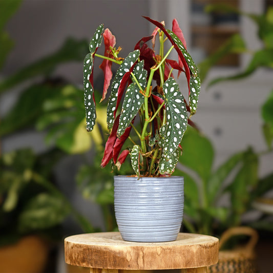 Geflecktes Begonie - Begonia maculata - Platz bei Ihnen zu Hause