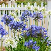 Agapanthus - Schmucklilie (x3) - Agapanthus