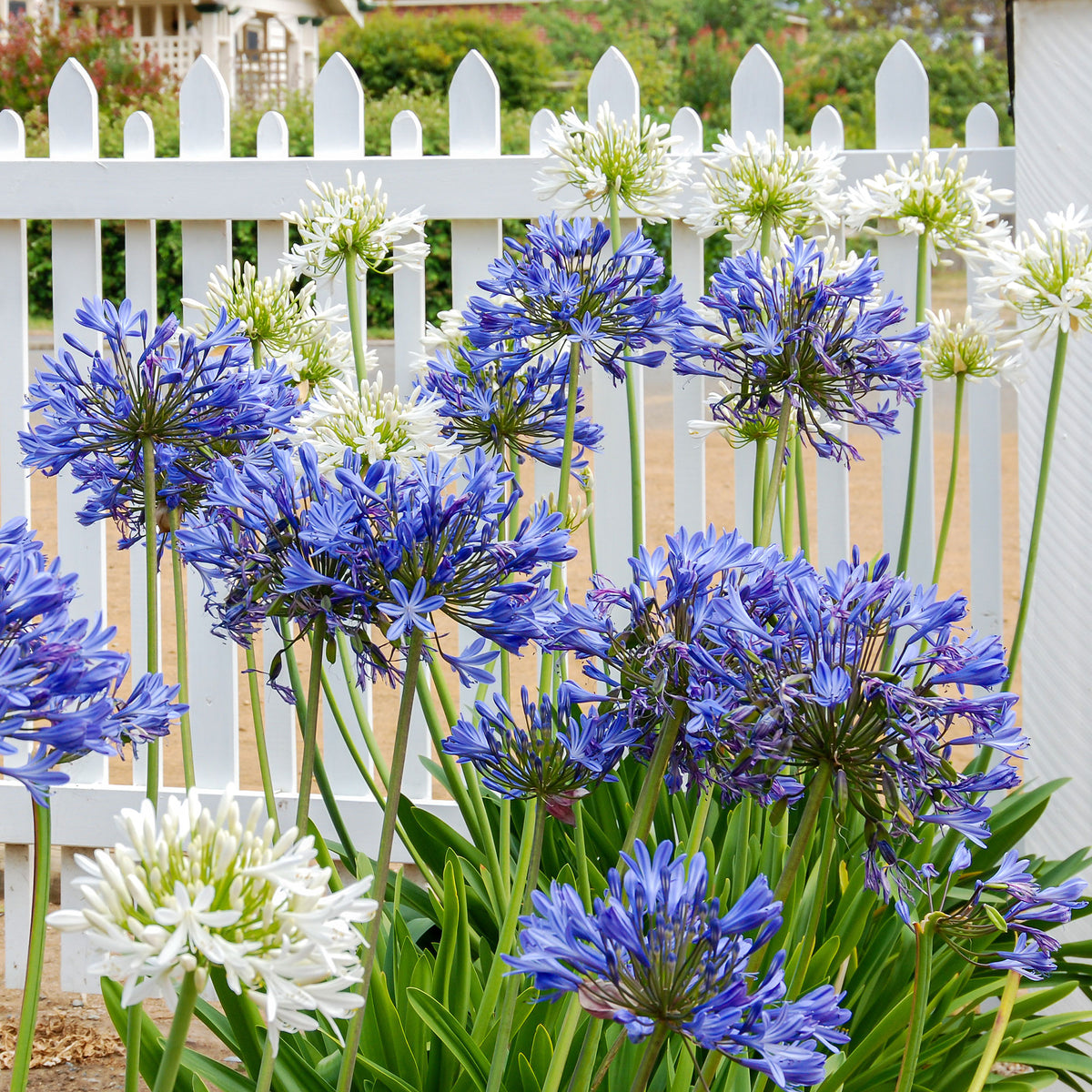 Agapanthus - Schmucklilie (x3) - Agapanthus