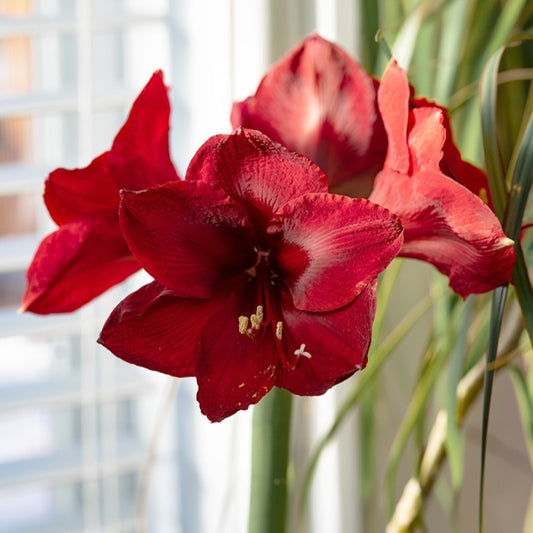 Amaryllis-Geschenk