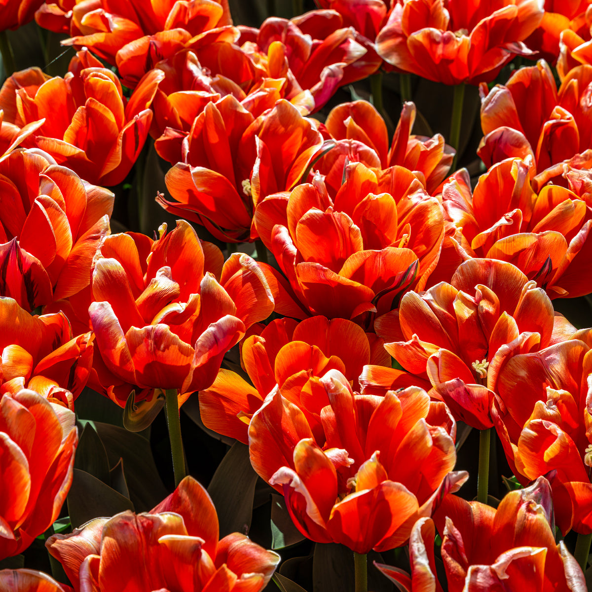 Tulipa double late Queensday - 7 Doppelte Spätblühende Tulpen Queensday - Tulpen-Zwiebeln