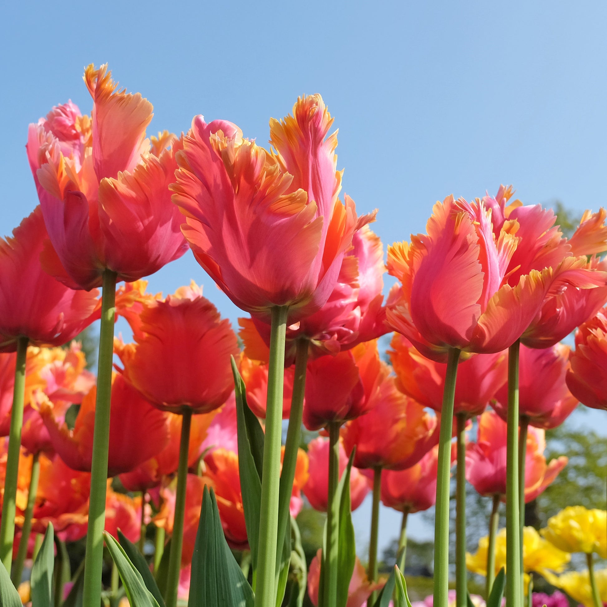 Tulipa parrot Amazing Parrot - 7 Papageientulpen Amazing Parrot - Tulpen-Zwiebeln