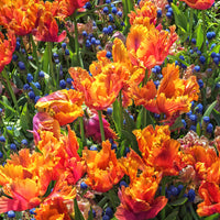 7 Papageientulpen Amazing Parrot - Tulipa parrot Amazing Parrot - Bakker