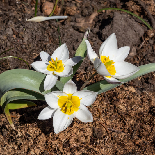 10 Botanische Tulpen Polychroma - Bakker