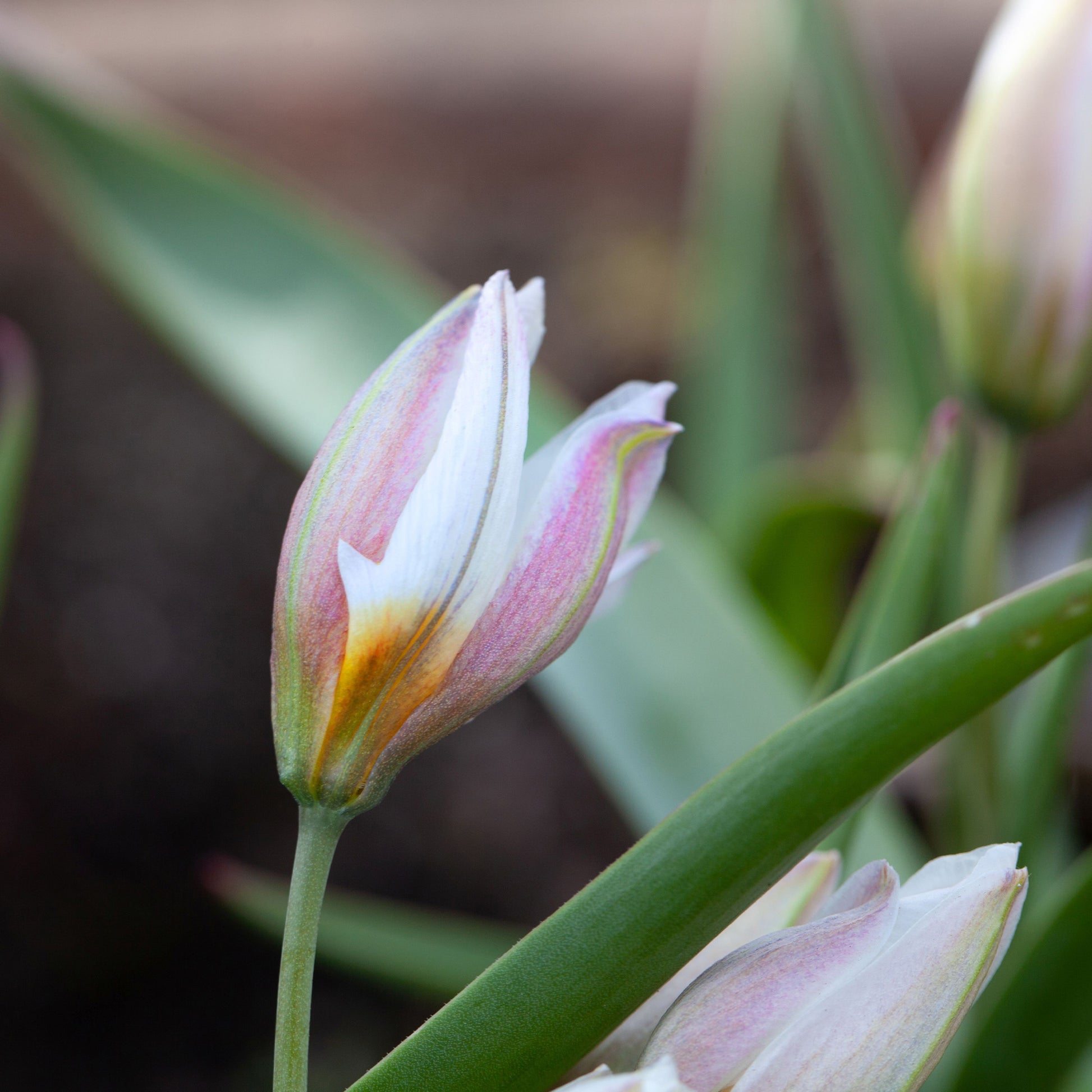 10 Botanische Tulpen Polychroma - Tulipa botanical polychroma - Bakker