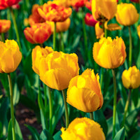 Tulipa Crystal star - 10 Tulpen Crystal Star - Tulpen-Zwiebeln