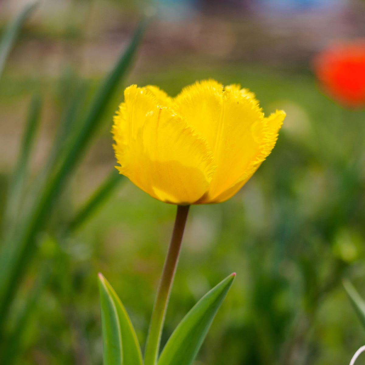 10 Tulpen Crystal Star - Bakker