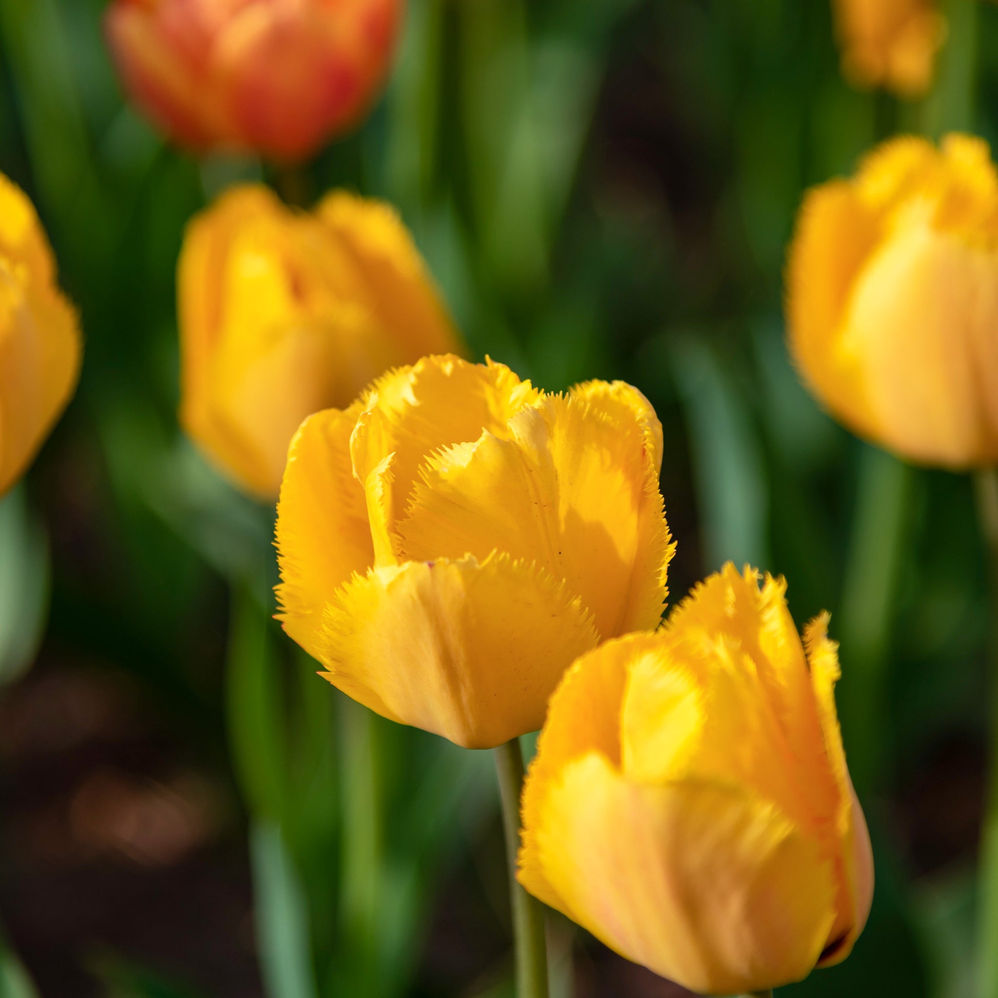 10 Tulpen Crystal Star - Tulipa Crystal star - Bakker