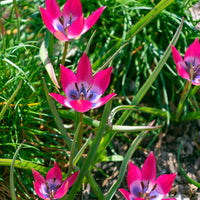Tulipa botanical little beauty - 10 Botanische Tulpen Little Beauty - Tulpen-Zwiebeln