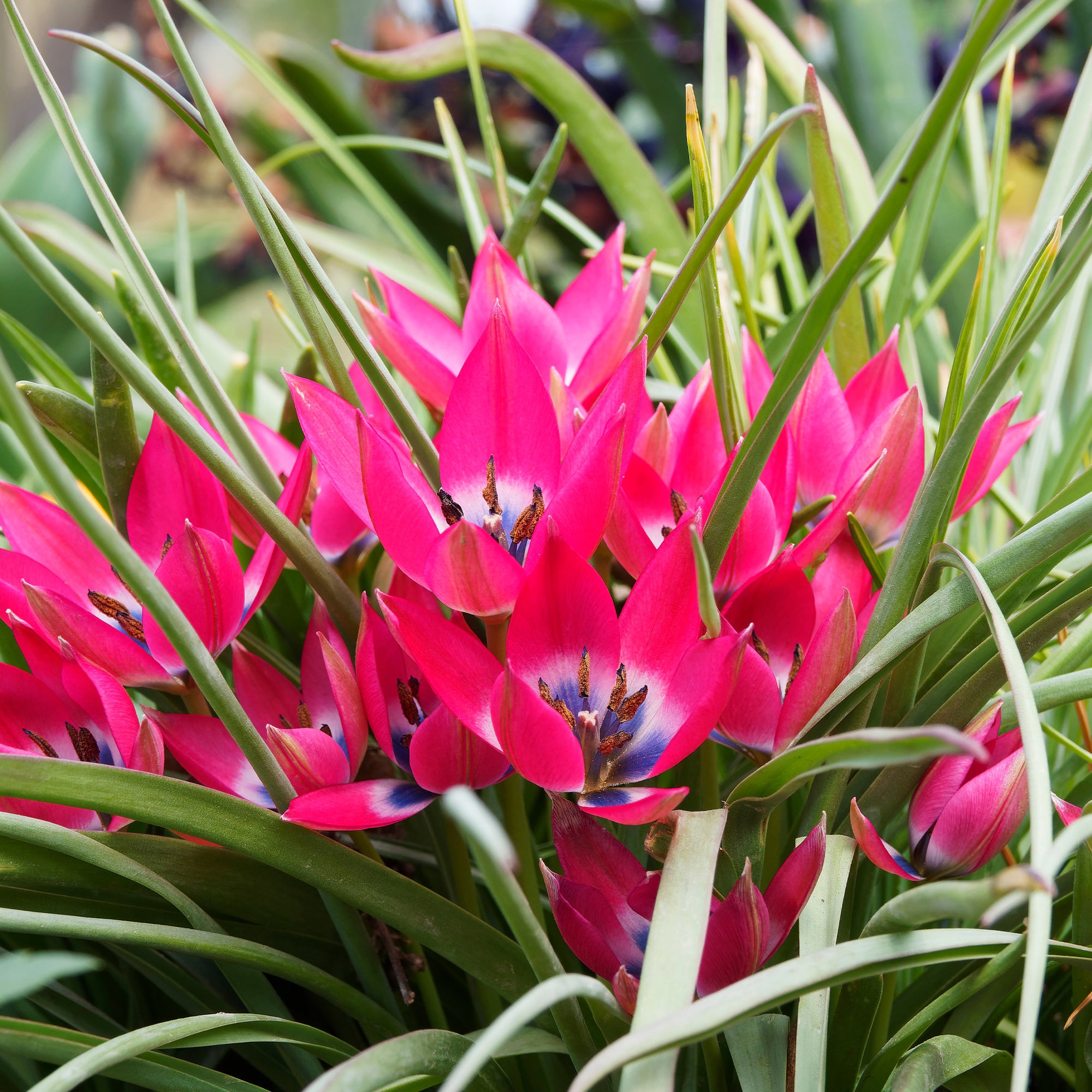 10 Blumenzwiebeln 'Rotkäppchen' Botanische Tulpen – Winterhart, Rot, Für Beete & Kästen