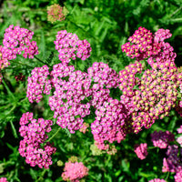 Achillea milleforlium Mily Rock - Schafgarbe Mily Rock - Achillea - Schafgarbe