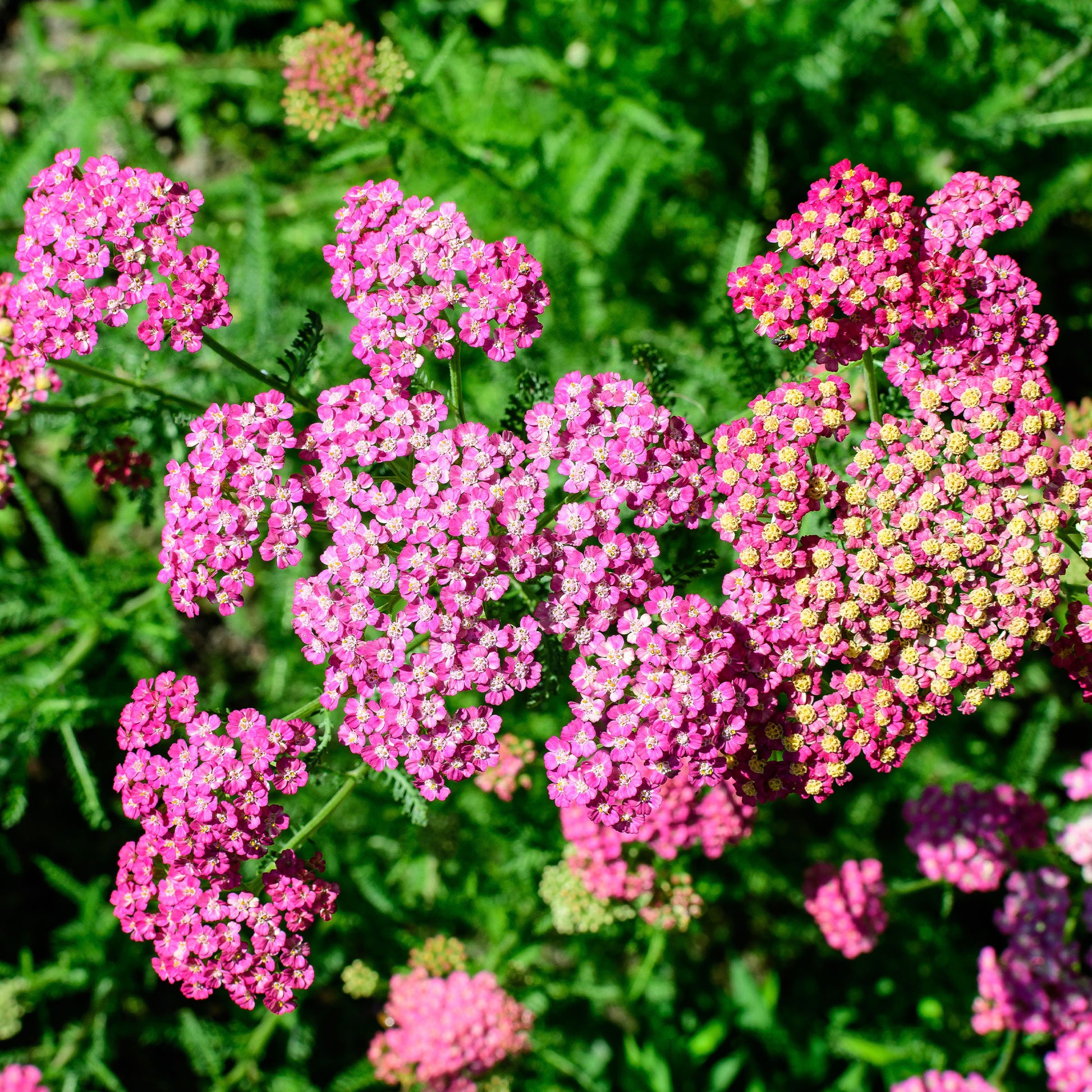 Achillea milleforlium Mily Rock - Schafgarbe Mily Rock - Achillea - Schafgarbe