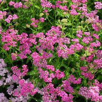Achillea - Schafgarbe - Schafgarbe Mily Rock - Achillea milleforlium Mily Rock