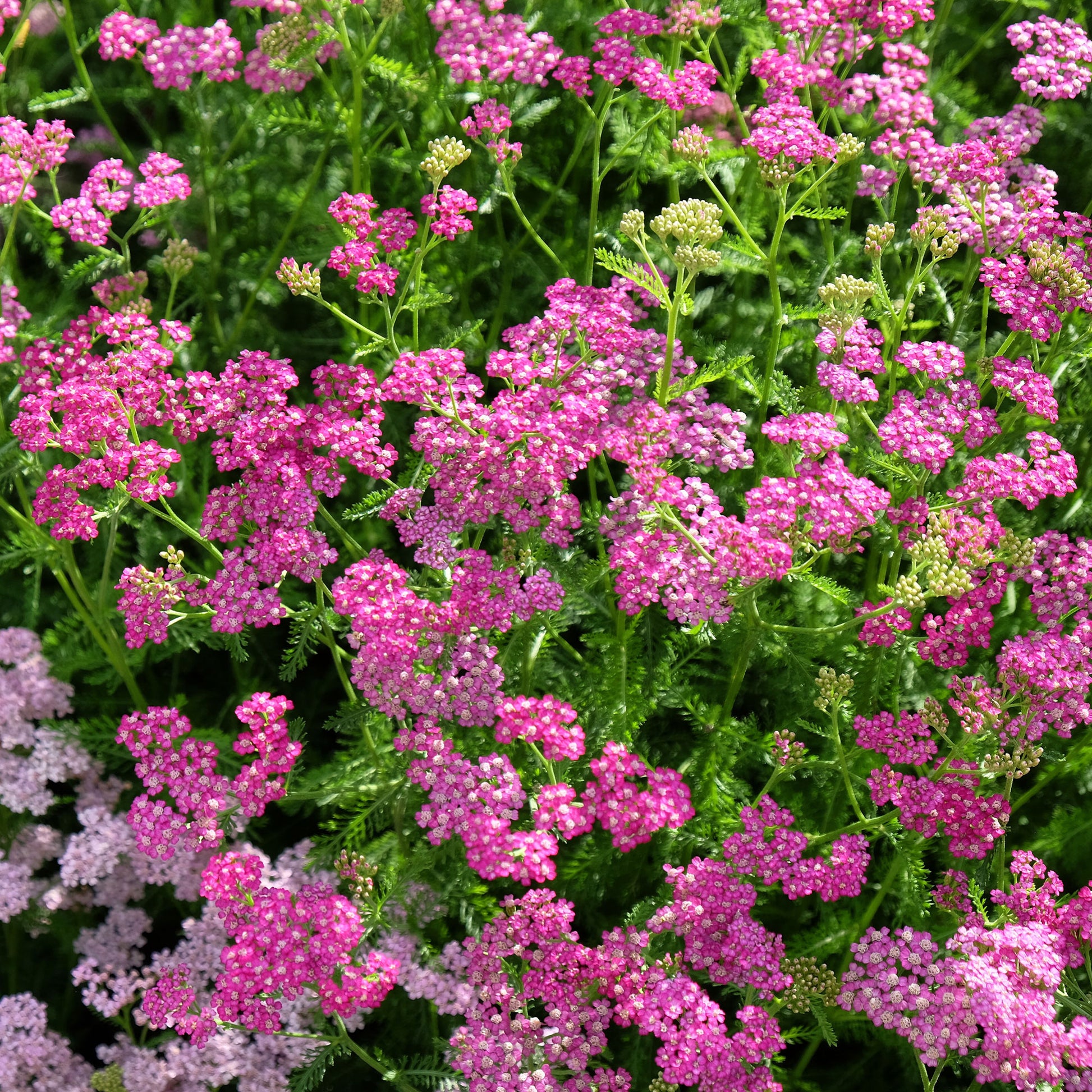 Achillea - Schafgarbe - Schafgarbe Mily Rock - Achillea milleforlium Mily Rock