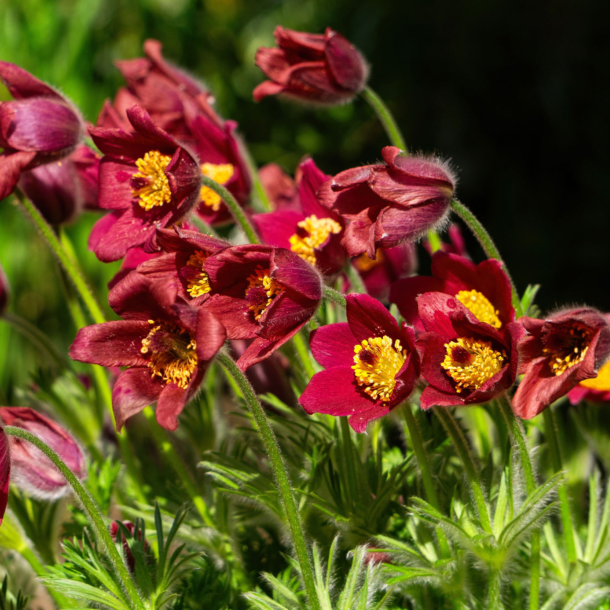 Rote Küchenschelle - Pulsatilla vulgaris red - Bakker