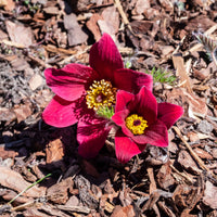 Pulsatilla vulgaris red - Rote Küchenschelle - Stauden