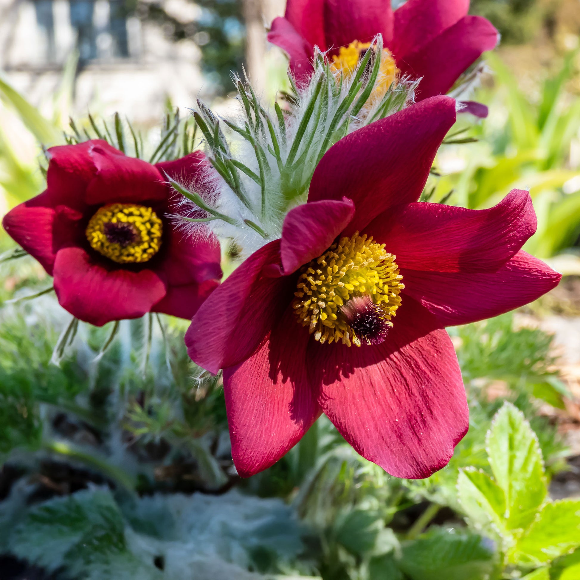 Stauden - Rote Küchenschelle - Pulsatilla vulgaris red