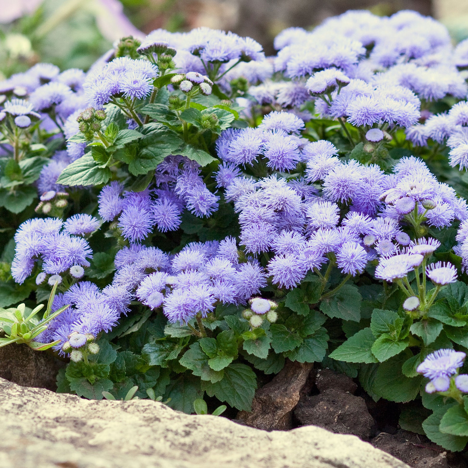 Ageratum blue - Blauer Leberbalsam (Ageratum) - Blumen für Terrasse und Balkon
