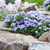 Blauer Leberbalsam (Ageratum) - Ageratum blue - Bakker