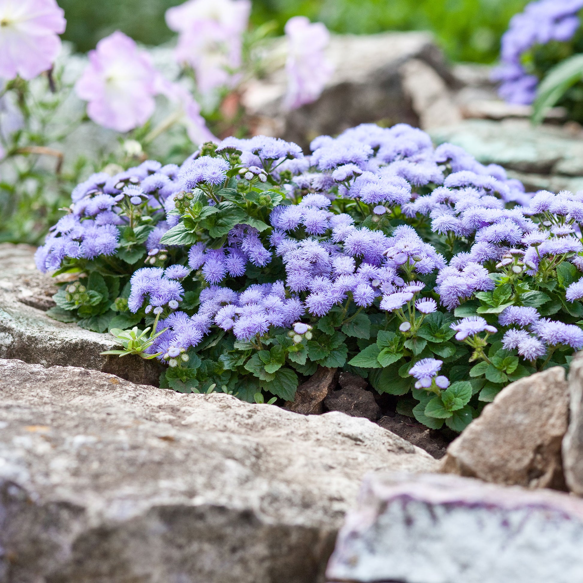 Blauer Leberbalsam (Ageratum) - Ageratum blue - Bakker