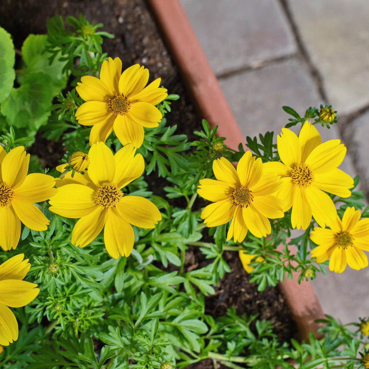 Gelbe Bidens - Bakker
