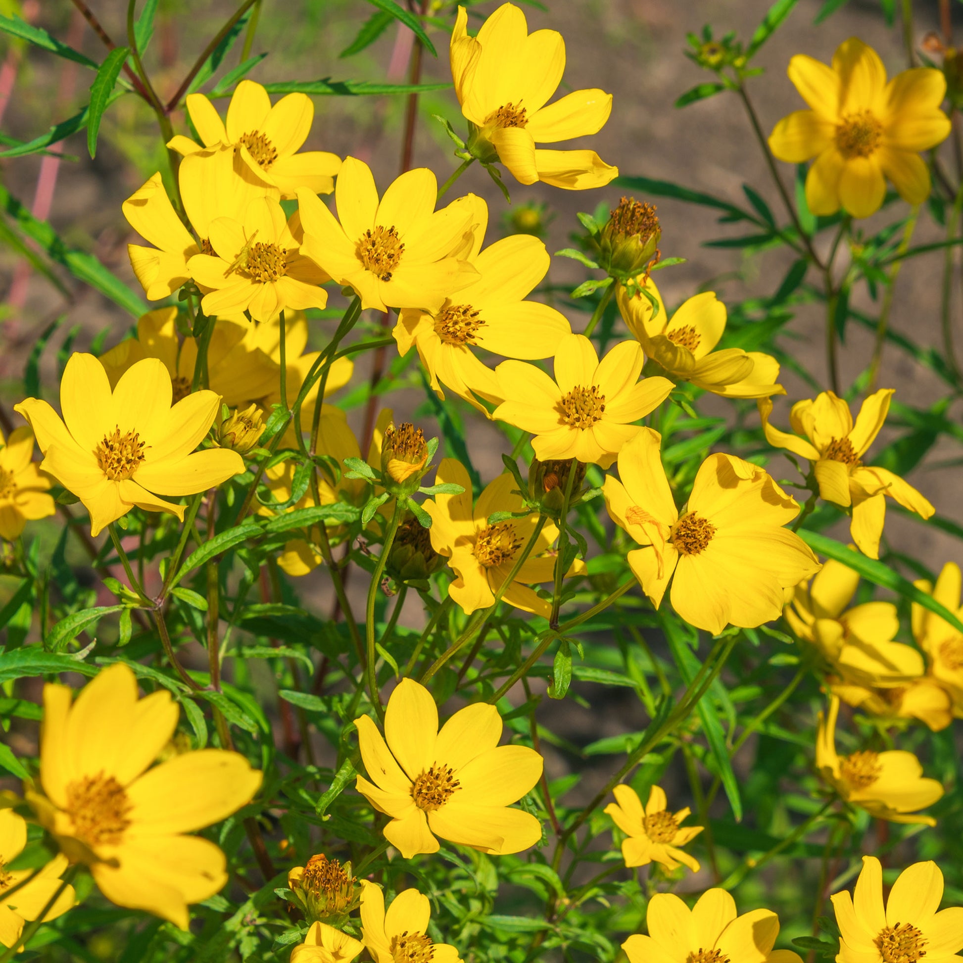Gelbe Bidens - Bidens yellow - Bakker