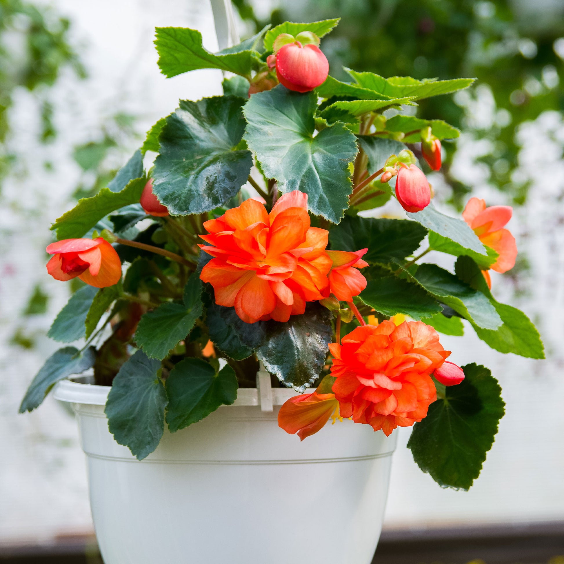 Knollenbegonie Orange - Bégonia orange - Bakker