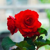 Knollenbegonie rot - Bégonia red - Bakker