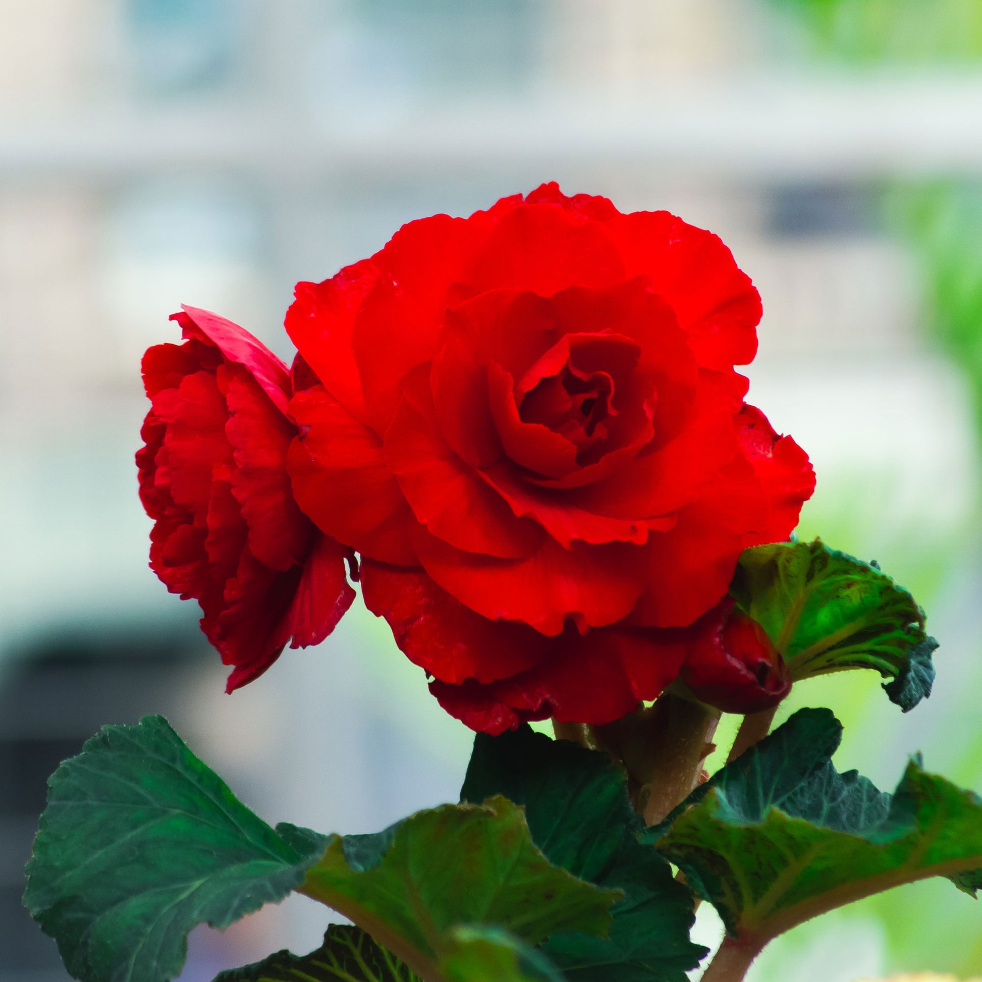 Knollenbegonie rot - Bégonia red - Bakker