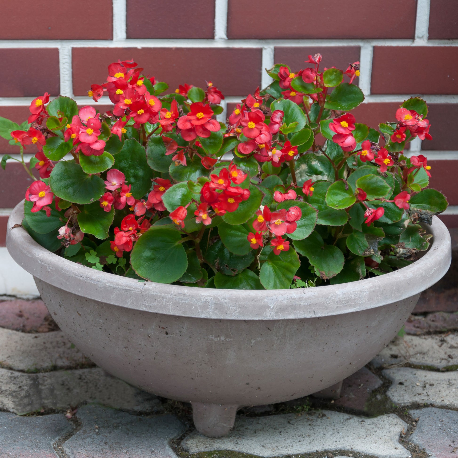 Blumen für Terrasse und Balkon - Rote eisbegonie - Bégonia semperflorens red