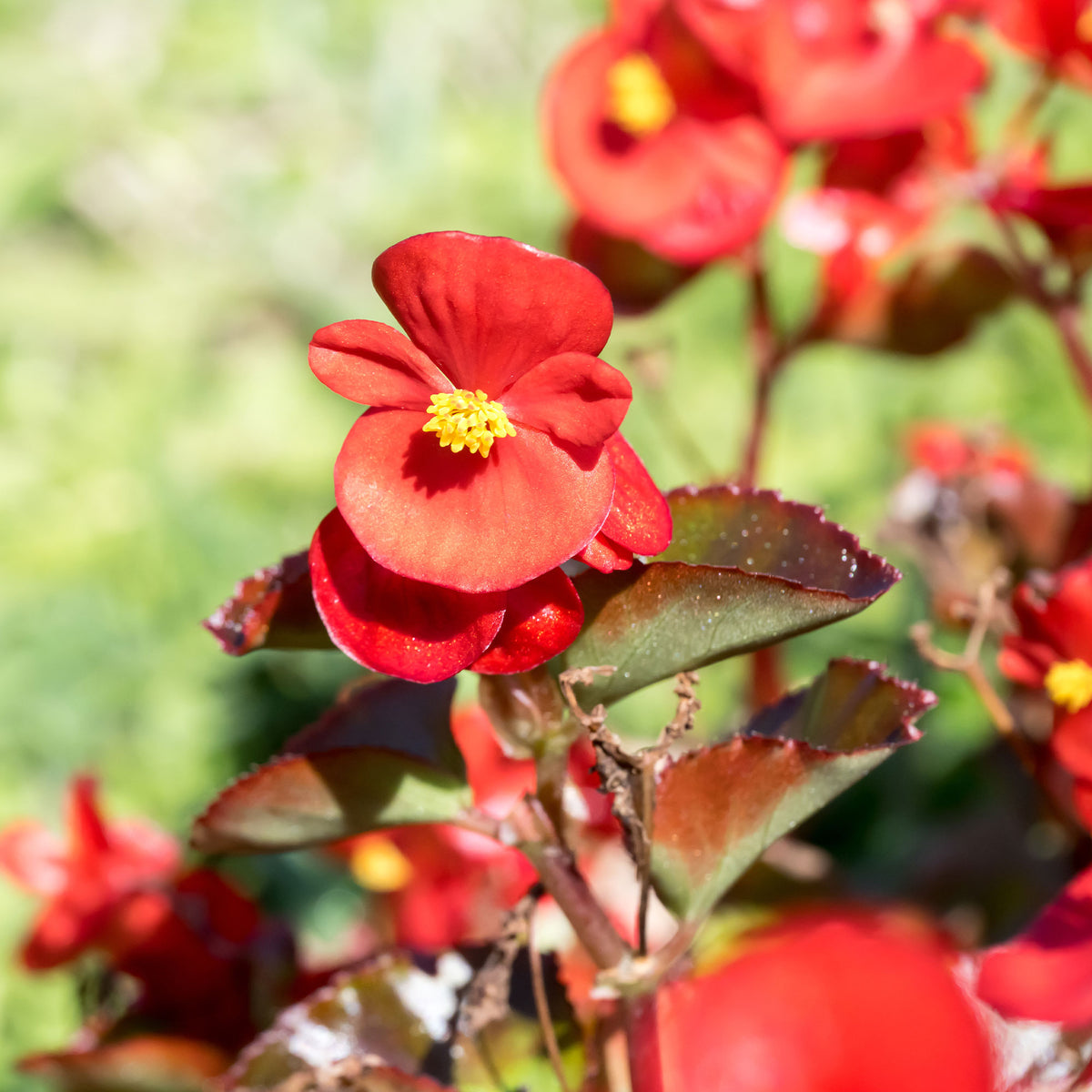 Rote eisbegonie - Bégonia semperflorens red - Bakker