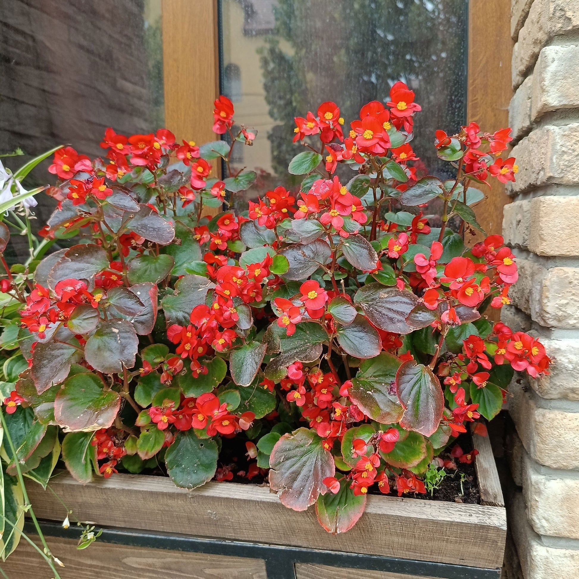 Bégonia semperflorens red - Rote eisbegonie - Blumen für Terrasse und Balkon