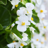 Bégonia semperflorens white - Weiße eisbegonie - Blumen für Terrasse und Balkon