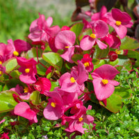 Blumen für Terrasse und Balkon - Rosa eisbegonie - Bégonia semperflorens pink