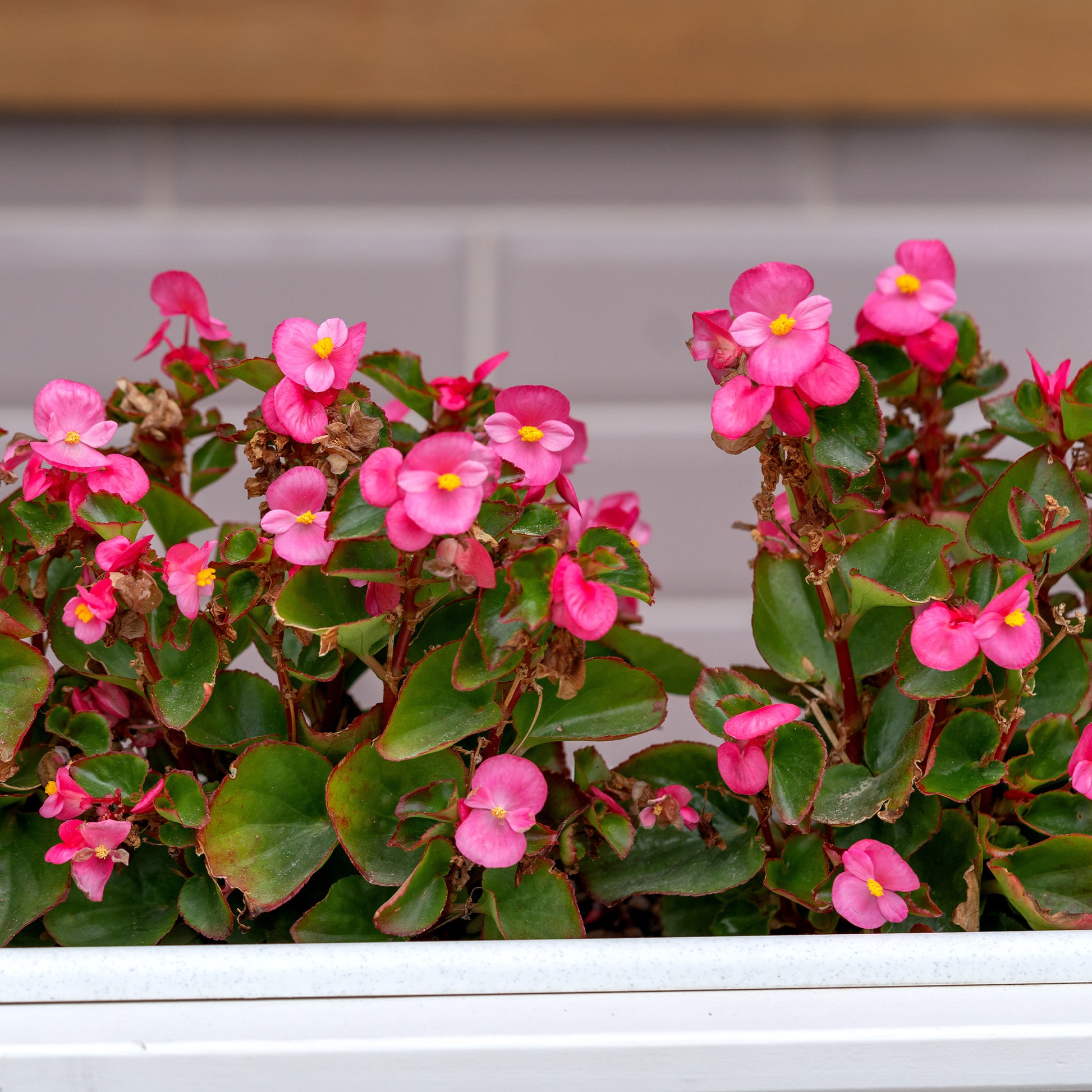 Rosa eisbegonie - Bégonia semperflorens pink - Bakker