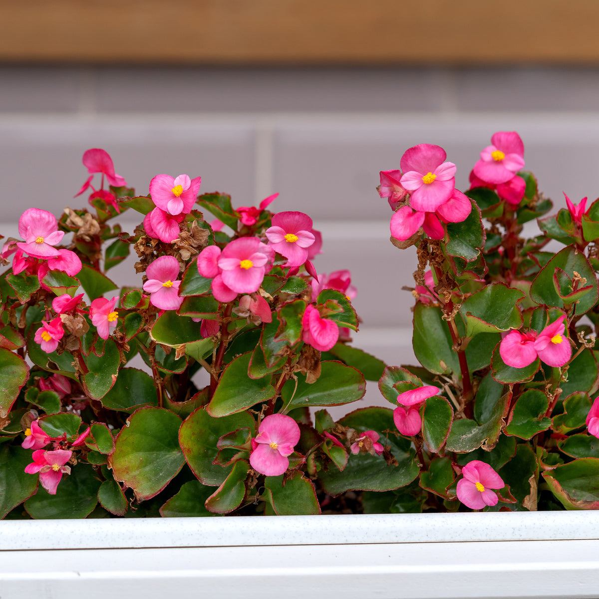 Rosa eisbegonie - Bégonia semperflorens pink - Bakker