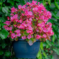 Bégonia semperflorens pink - Rosa eisbegonie - Blumen für Terrasse und Balkon