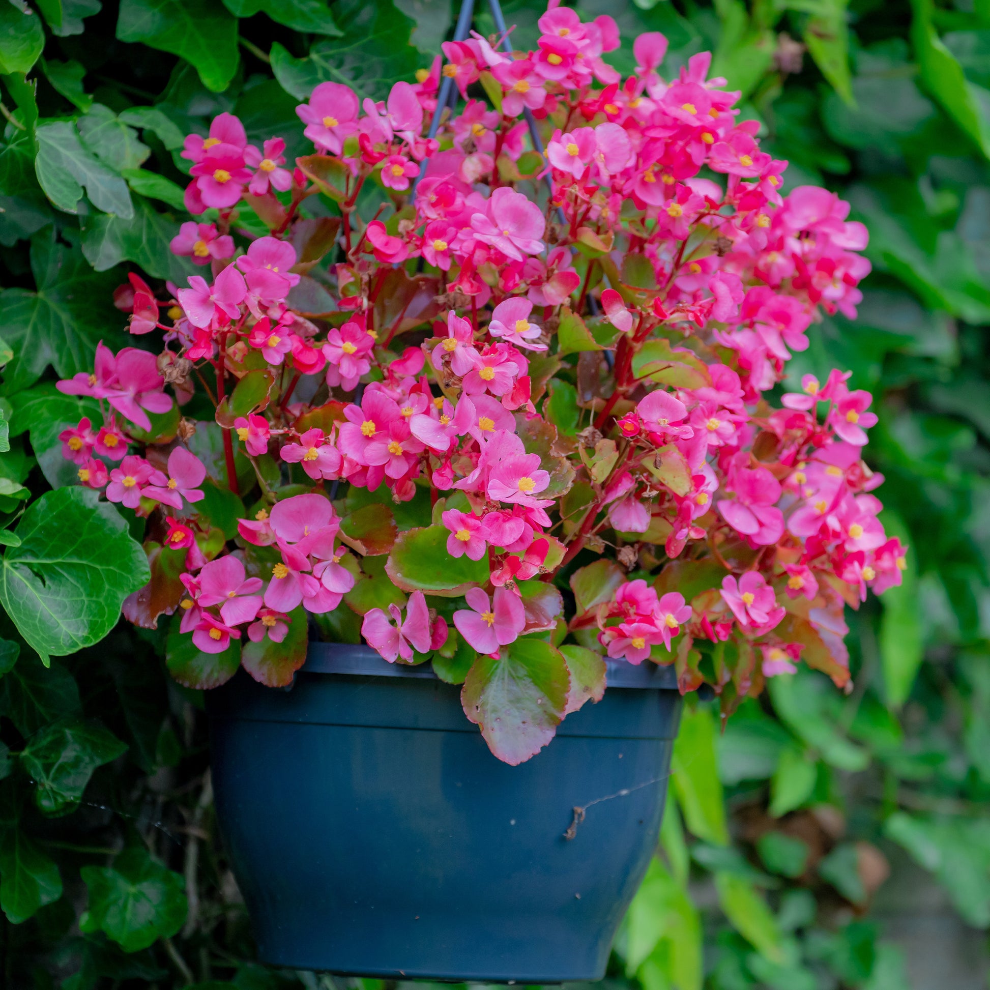 Bégonia semperflorens pink - Rosa eisbegonie - Blumen für Terrasse und Balkon
