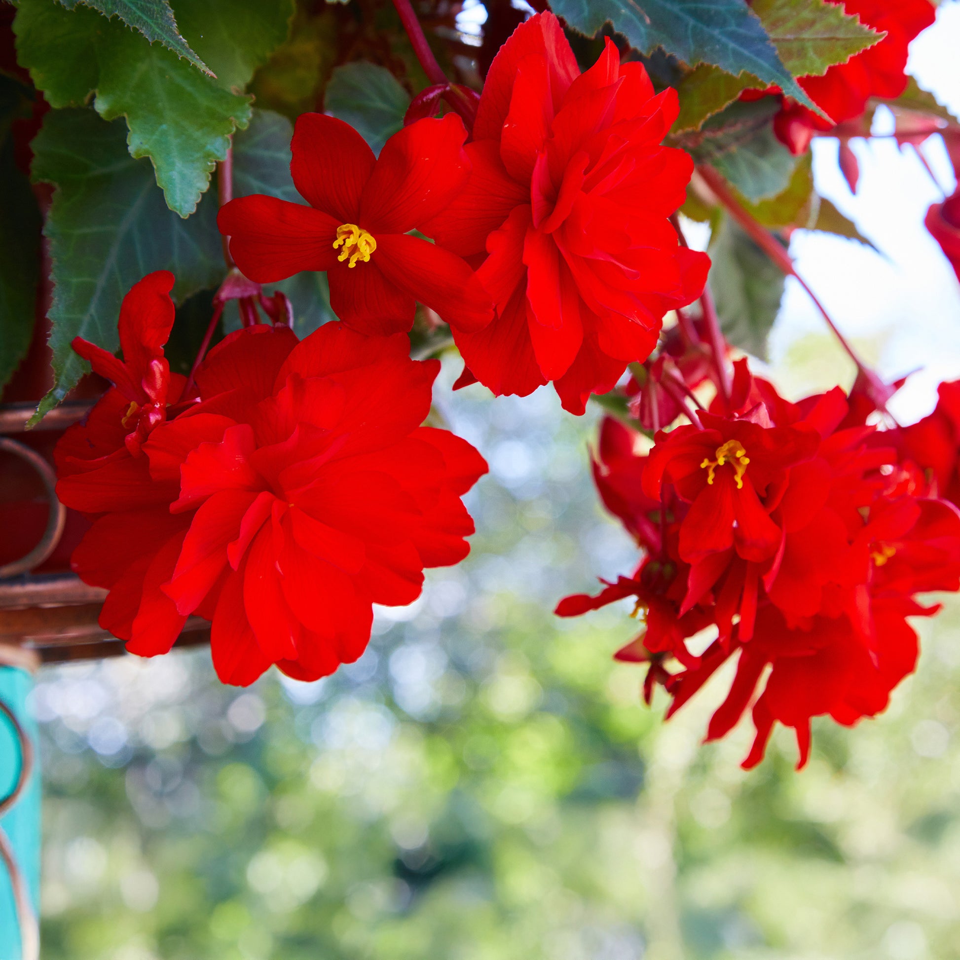 Rote Hängende Begonie - Bégonia pendula  red - Bakker