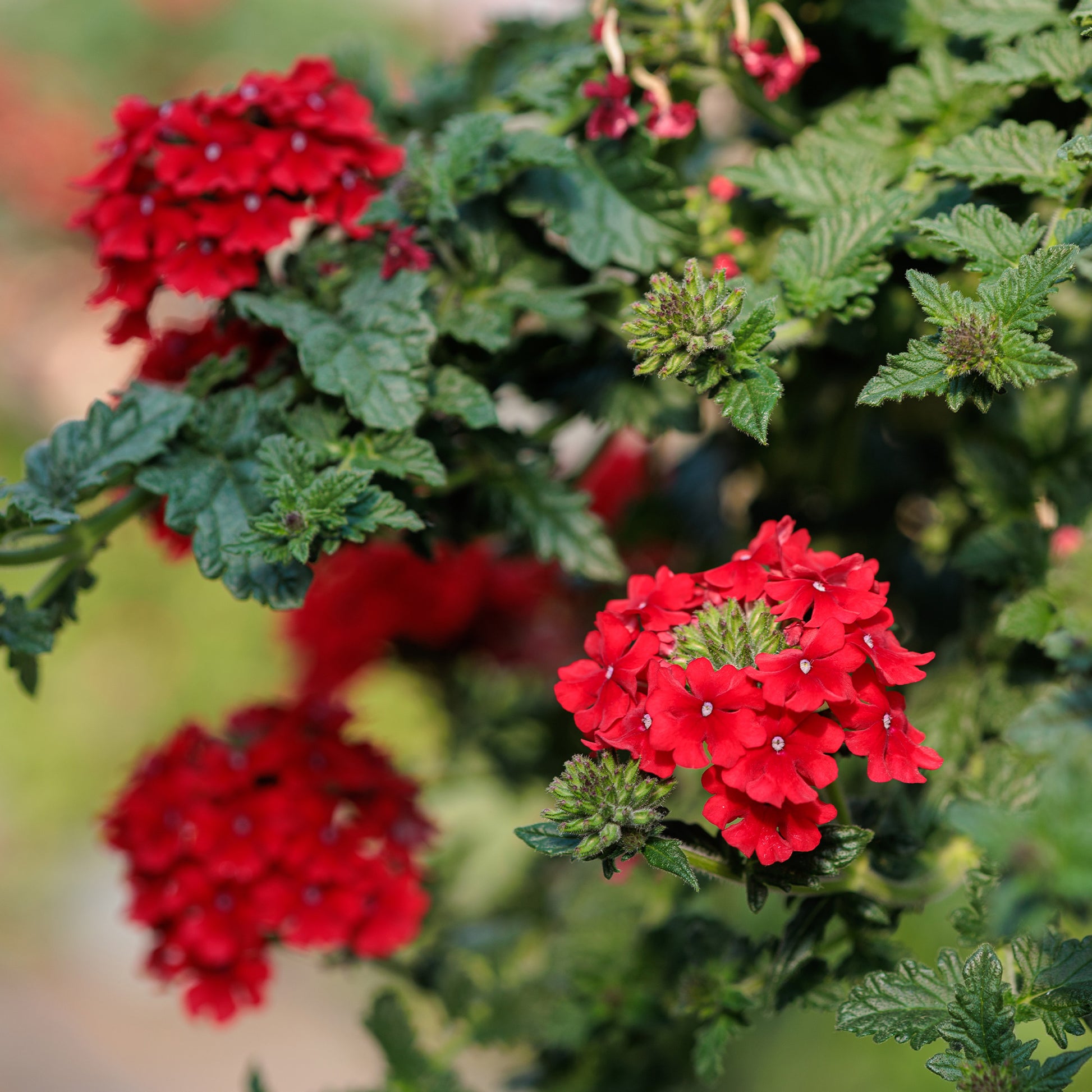 Rotes hängendes Eisenkraut - Verbena pendula red - Bakker