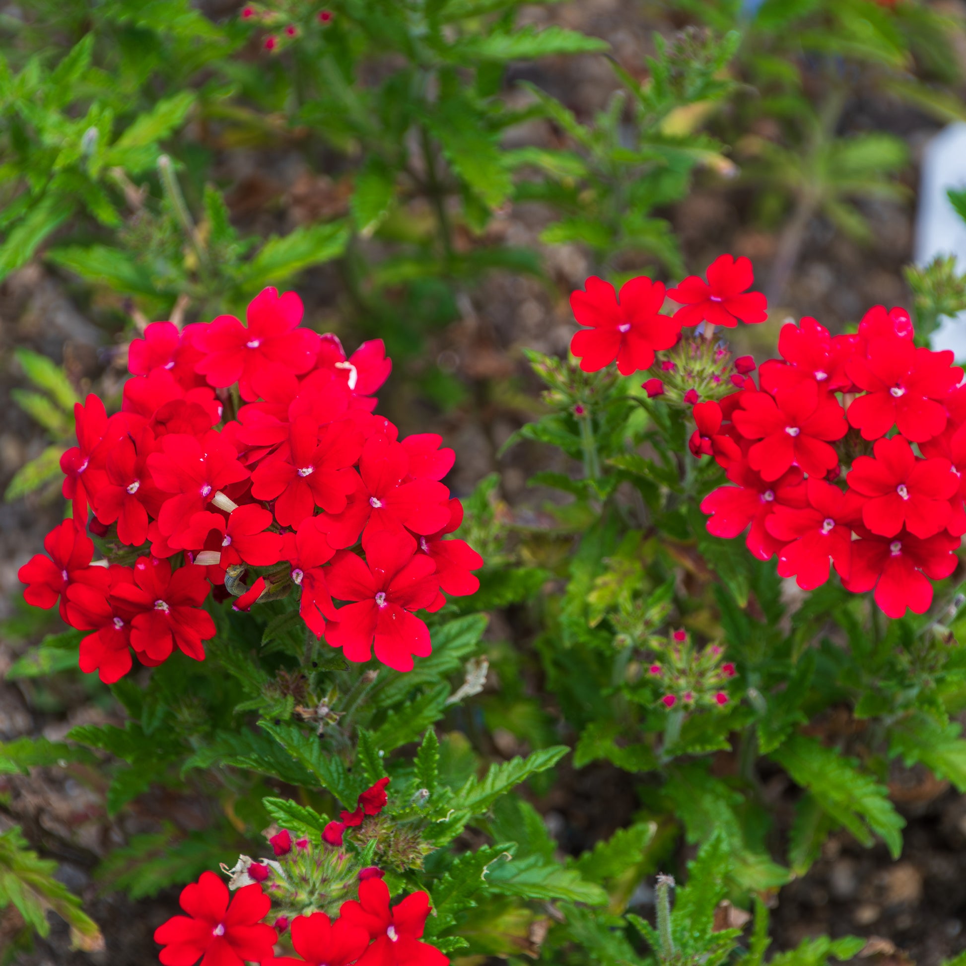 Verbena pendula red - Rotes hängendes Eisenkraut - Blumen für Terrasse und Balkon