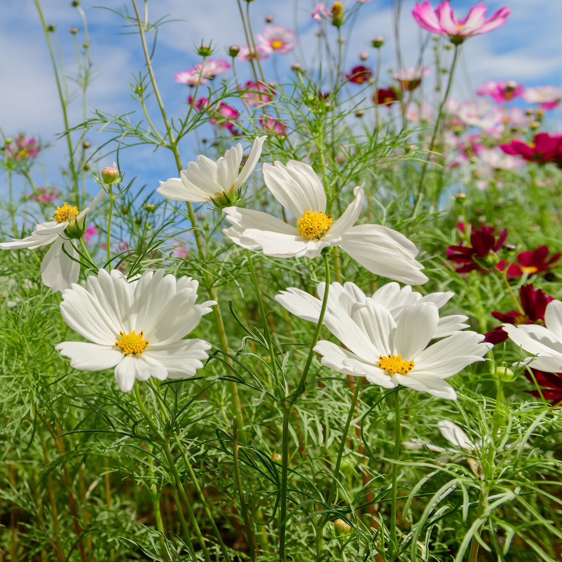 weißer Schmuckkörbchen - Cosmos white - Bakker