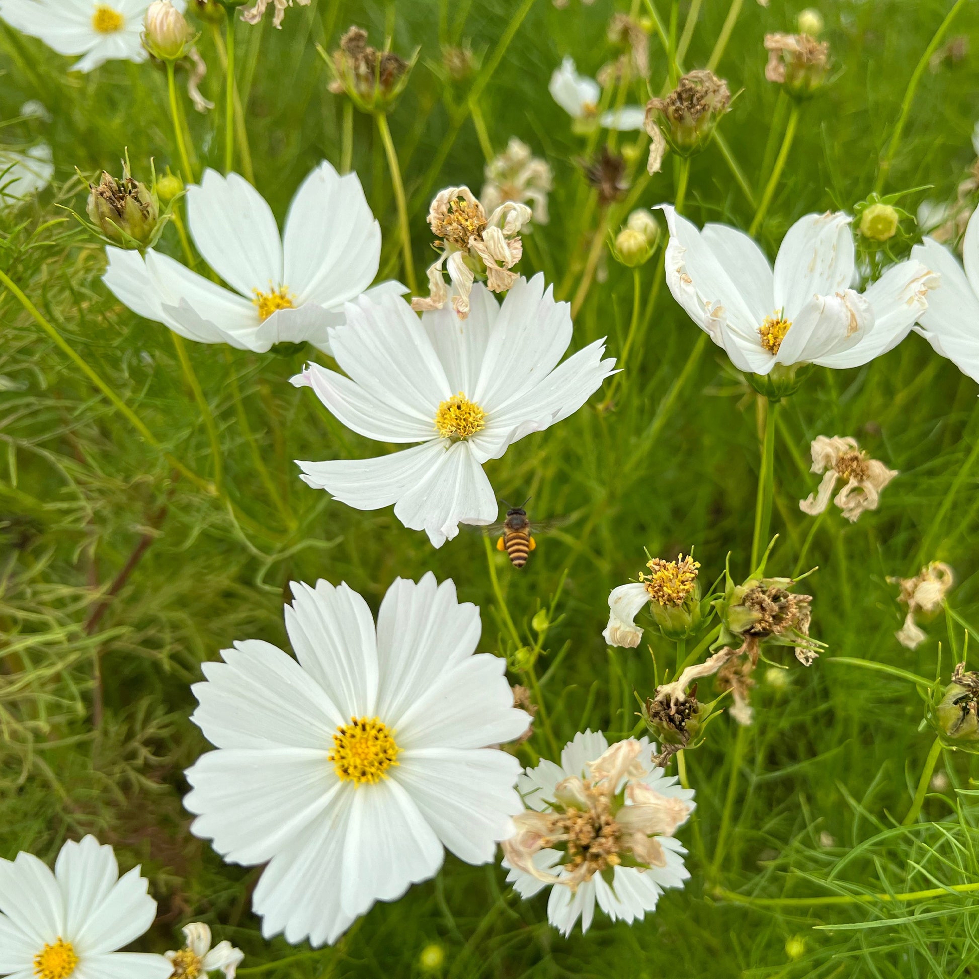 Cosmos white - weißer Schmuckkörbchen - Blumen für Terrasse und Balkon
