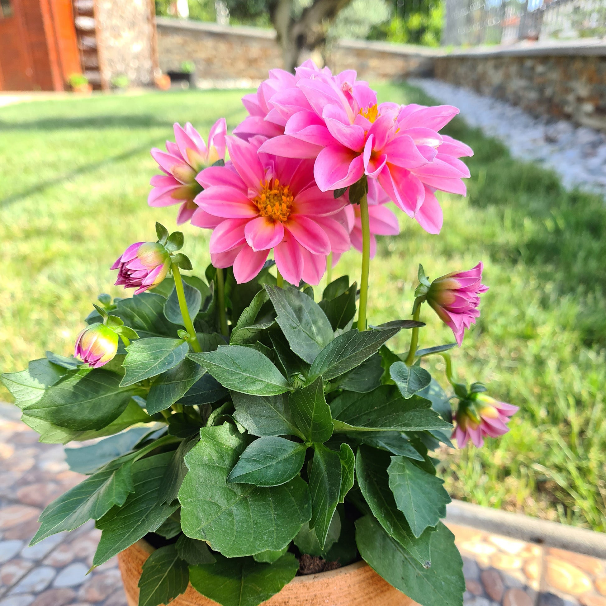 Rosa Dahlie - Dahlia pink - Bakker